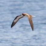 Galapagos Petrel, the endemic Pterodroma petrel of the archipelago (Image by Mike Watson)