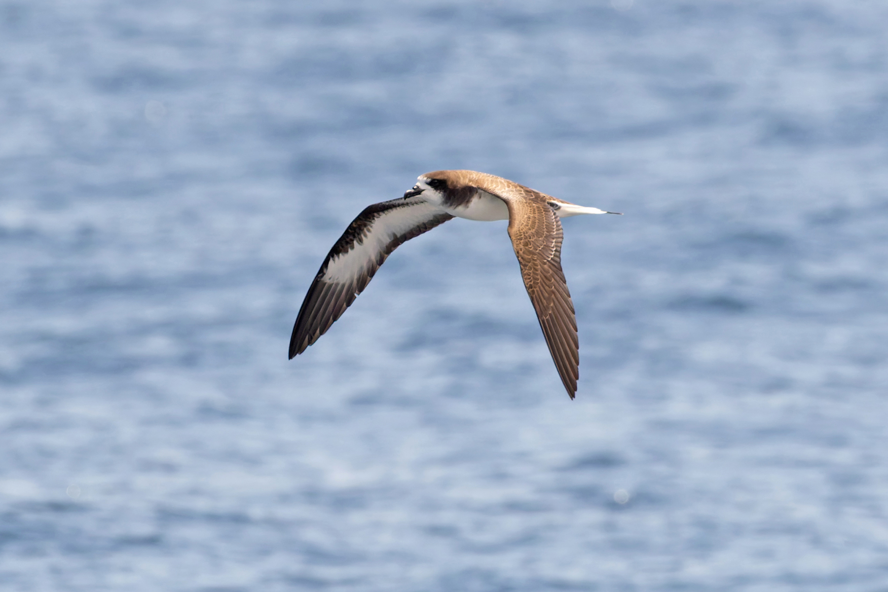 Galapagos Petrel, the endemic Pterodroma petrel of the archipelago (Image by Mike Watson)
