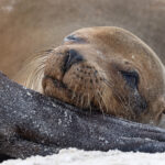 The endearing Galapagos Sea Lion (Image by Mike Watson)