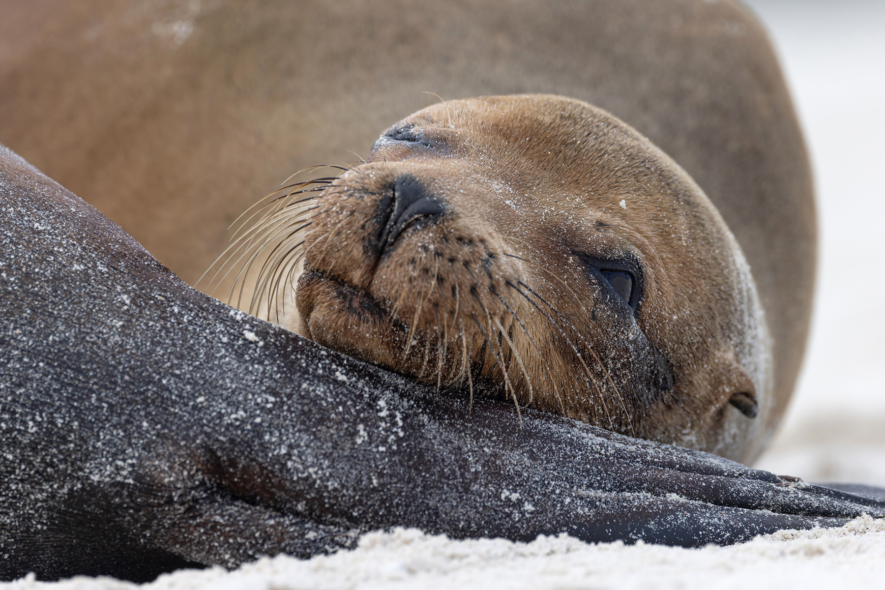 The endearing Galapagos Sea Lion (Image by Mike Watson)