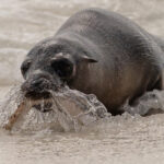 This feisty young Galapagos Sea Lion has caught a Tiger Snake Eel (Image by Mike Watson)
