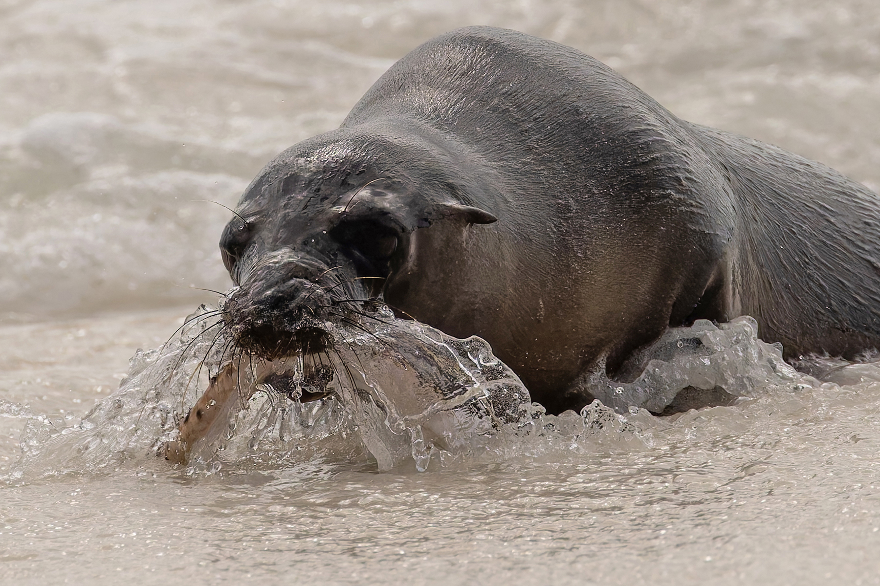 This feisty young Galapagos Sea Lion has caught a Tiger Snake Eel (Image by Mike Watson)