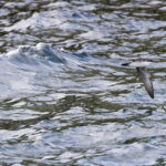 Galapagos Shearwater is a numerous breeding bird in the islands (Image by Mike Watson)