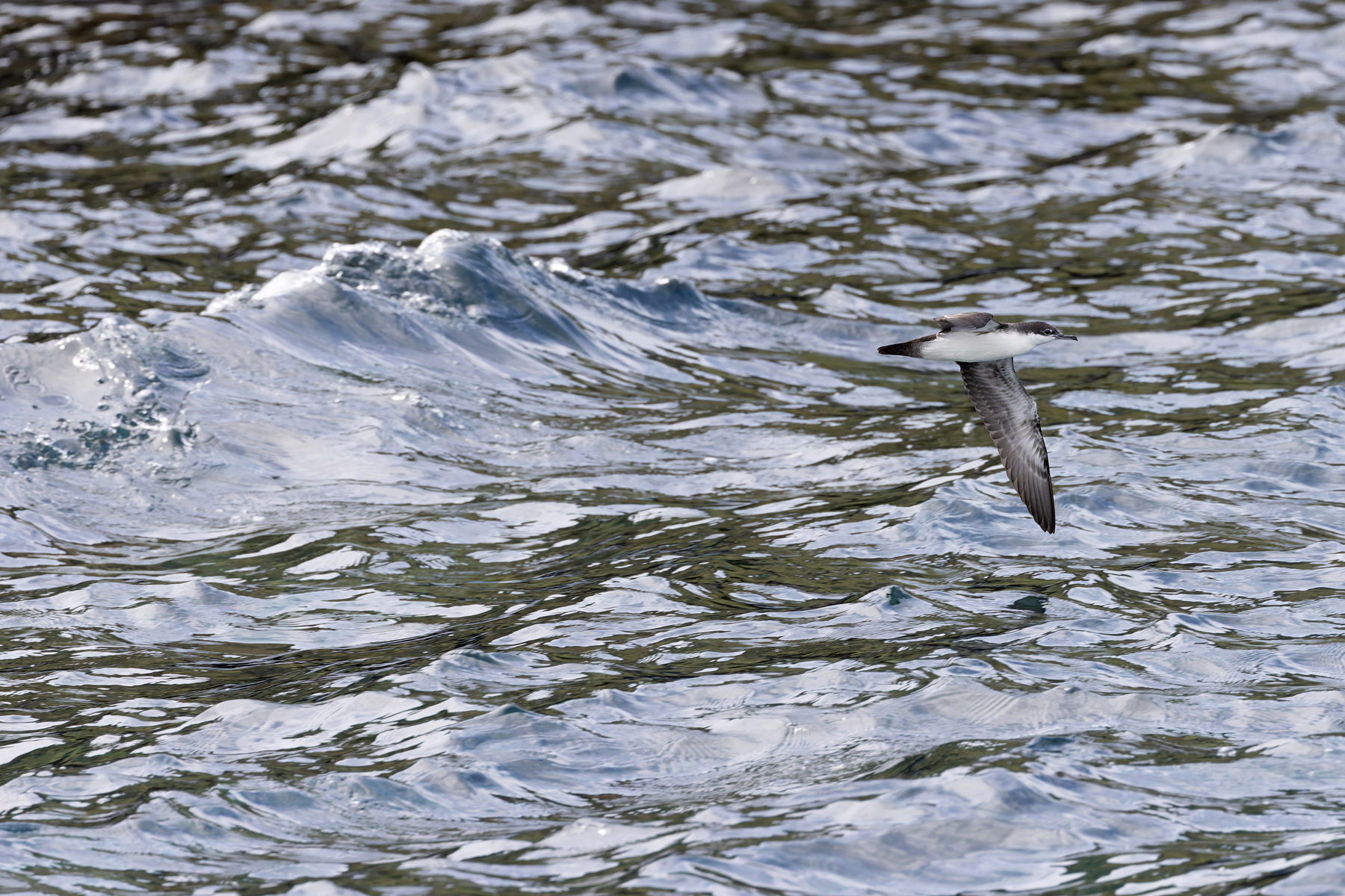 Galapagos Shearwater is a numerous breeding bird in the islands (Image by Mike Watson)