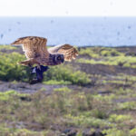 Galapagos Short-eared Owl and its unfortunate storm petrel prey (Image by Mike Watson)