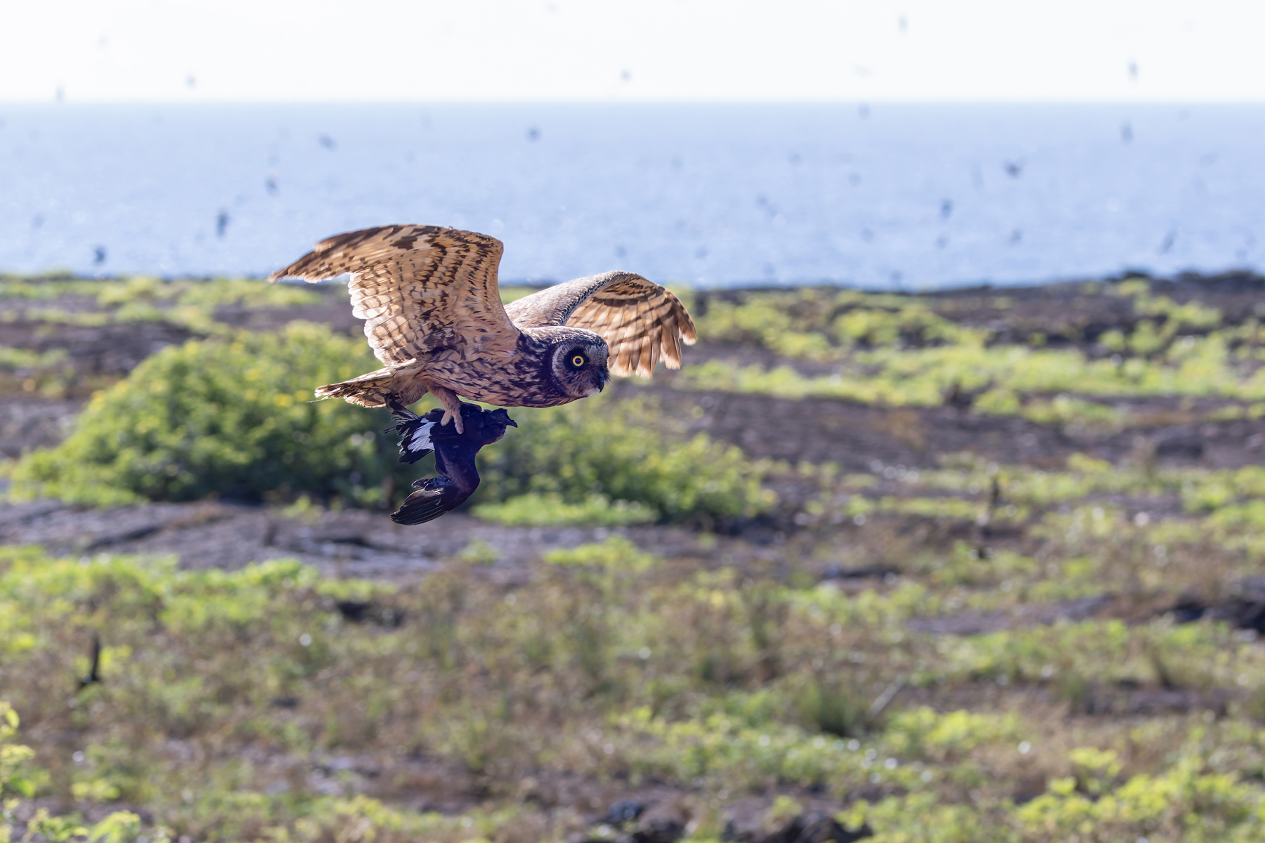 Galapagos Short-eared Owl and its unfortunate storm petrel prey (Image by Mike Watson)