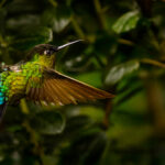 A feather ruffled Fiery-throated Hummingbird darts through the undergrowth in the cloud forests of Costa Rica (image by Gin Wilde)