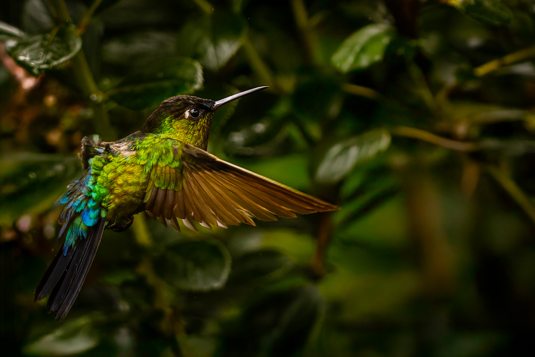 A feather ruffled Fiery-throated Hummingbird darts through the undergrowth in the cloud forests of Costa Rica (image by Gin Wilde)