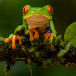 Portrait of a Red-eyed Tree Frog. If a child could paint a frog, surely it would look like this! (image by Gin Wilde)