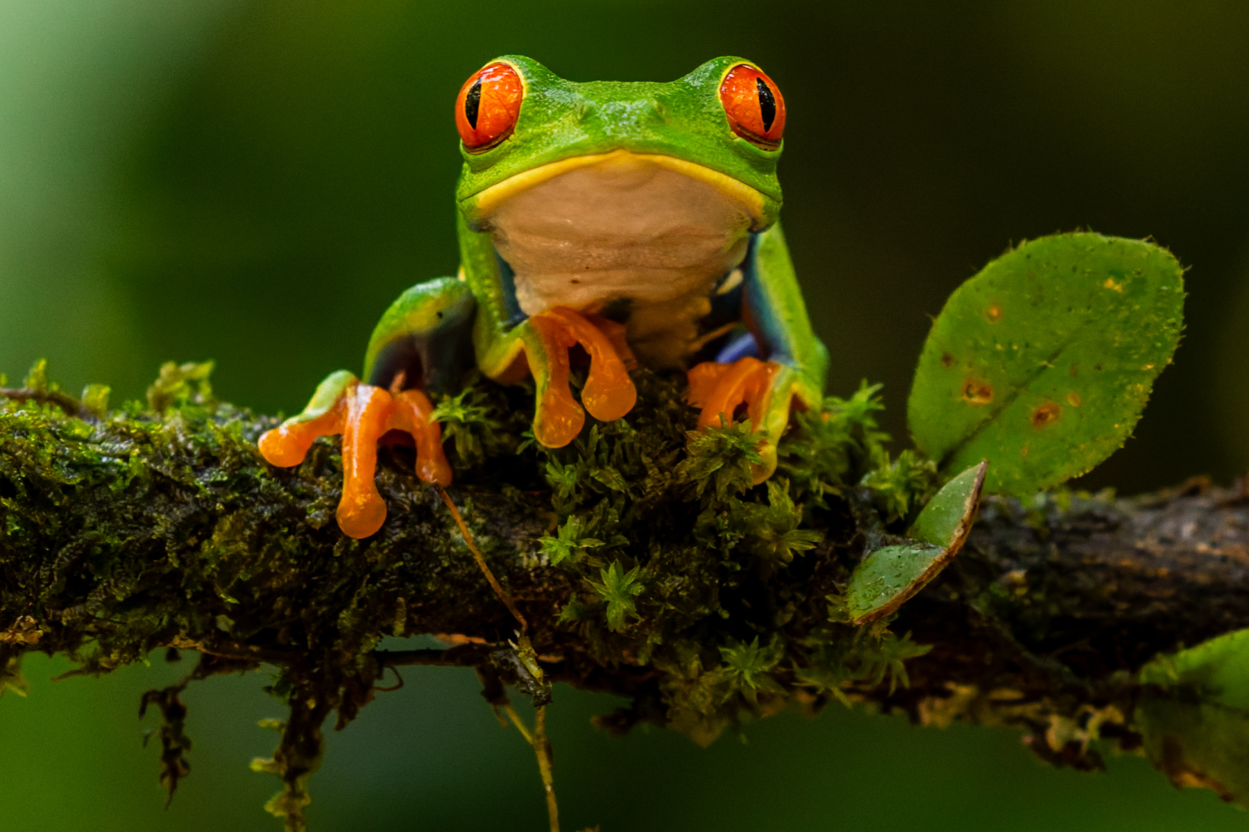 Portrait of a Red-eyed Tree Frog. If a child could paint a frog, surely it would look like this! (image by Gin Wilde)