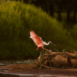 The flamboyant Roseate Spoonbill, taken in Cano Negro Wildlife reserve, near the border with Nicaragua (image by Gin Wilde)