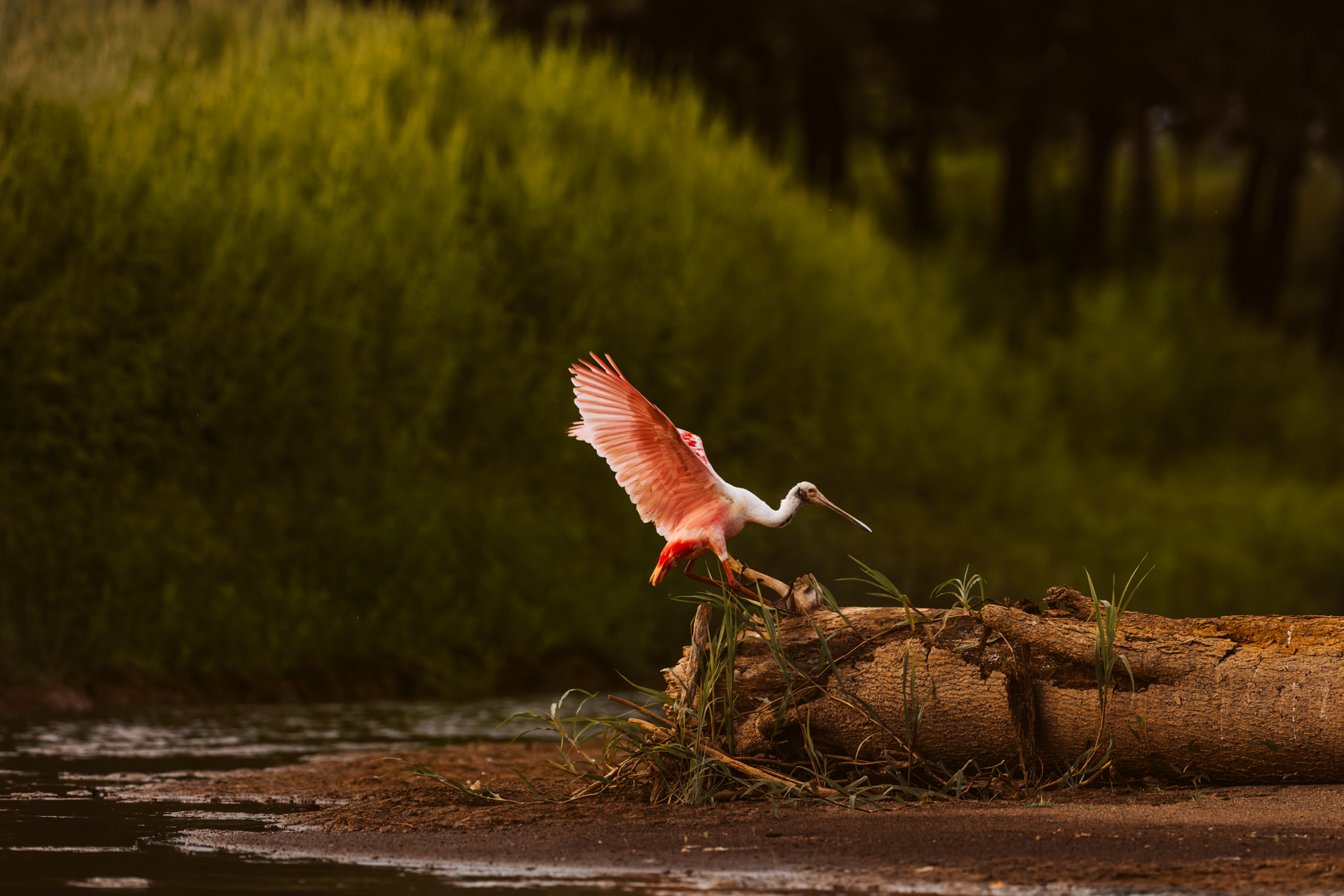 The flamboyant Roseate Spoonbill, taken in Cano Negro Wildlife reserve, near the border with Nicaragua (image by Gin Wilde)