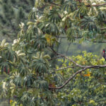 A female Crested Guan looks out over the Cecropia trees that characterise the middle altitude mist forests of Costa Rica (image by Gin Wilde)