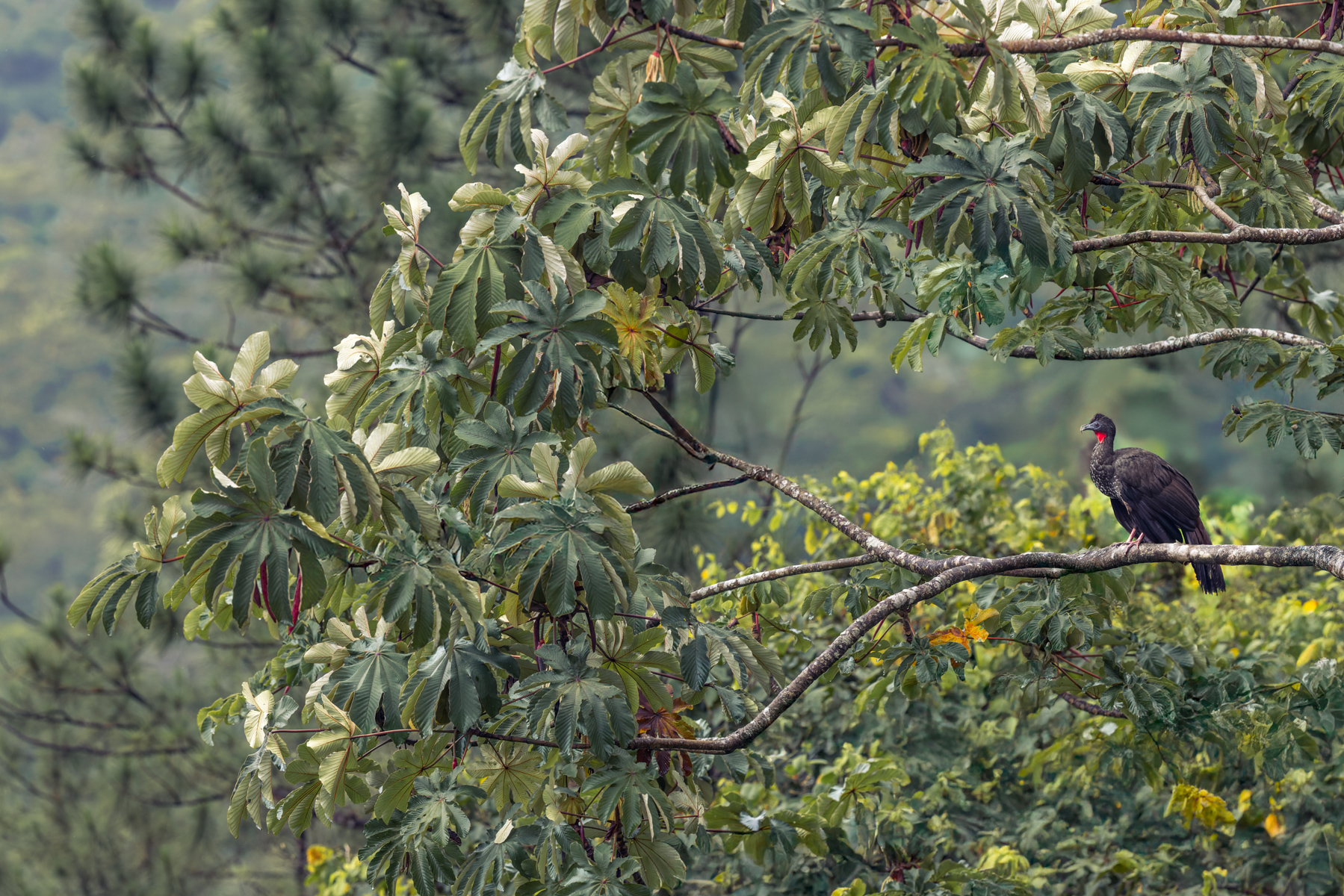 A female Crested Guan looks out over the Cecropia trees that characterise the middle altitude mist forests of Costa Rica (image by Gin Wilde)