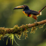 The wonderfully social Collared Aracari is always a pleasing toucan to spot in Costa Rica. Collared Aracaris roost communally, with up to seven snoozing in a cavity overnight (image by Gin Wilde)