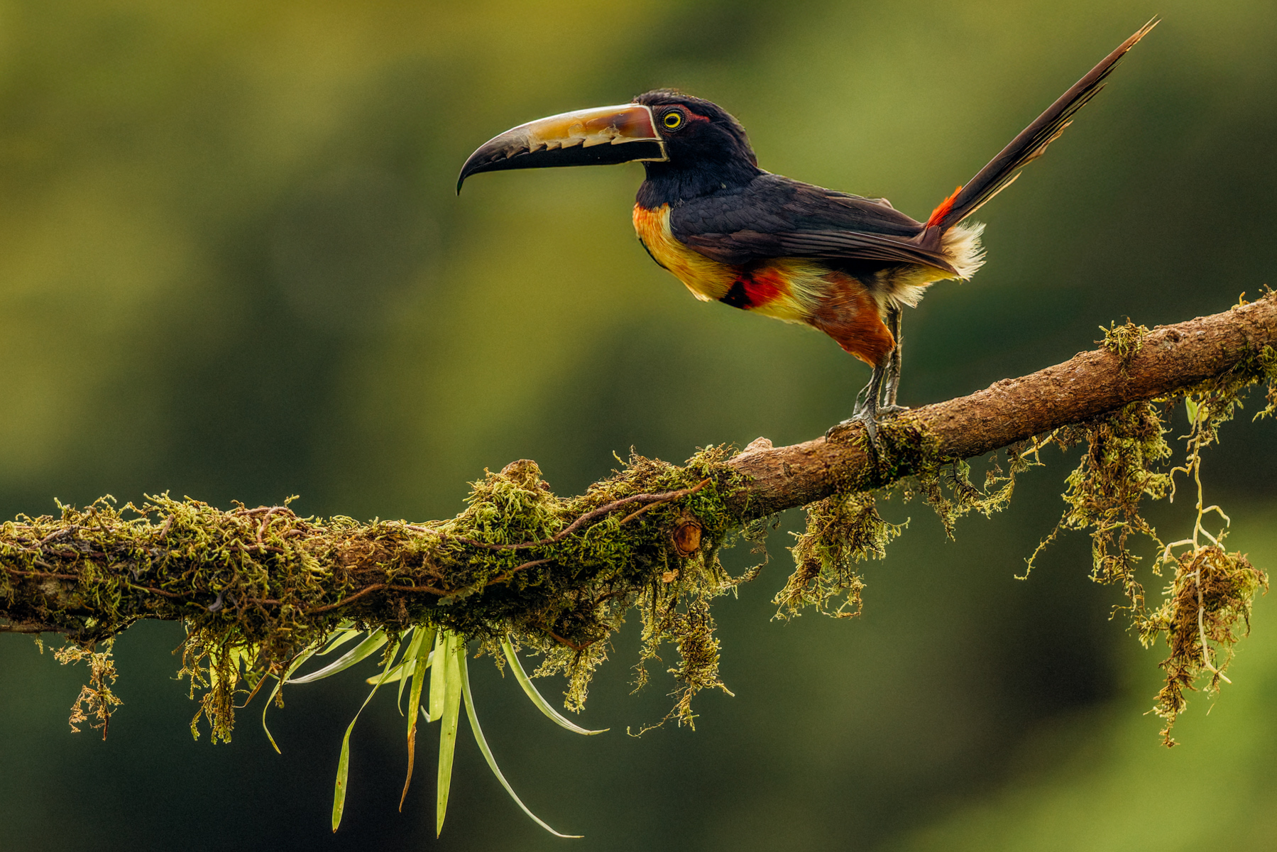 The wonderfully social Collared Aracari is always a pleasing toucan to spot in Costa Rica. Collared Aracaris roost communally, with up to seven snoozing in a cavity overnight (image by Gin Wilde)