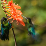 'Mirage of a Hummingbird'. A Fiery-throated Hummingbird hovers so quickly that it appears almost as a colourful apparition, next to its more stationary companion (image by Gin Wilde)