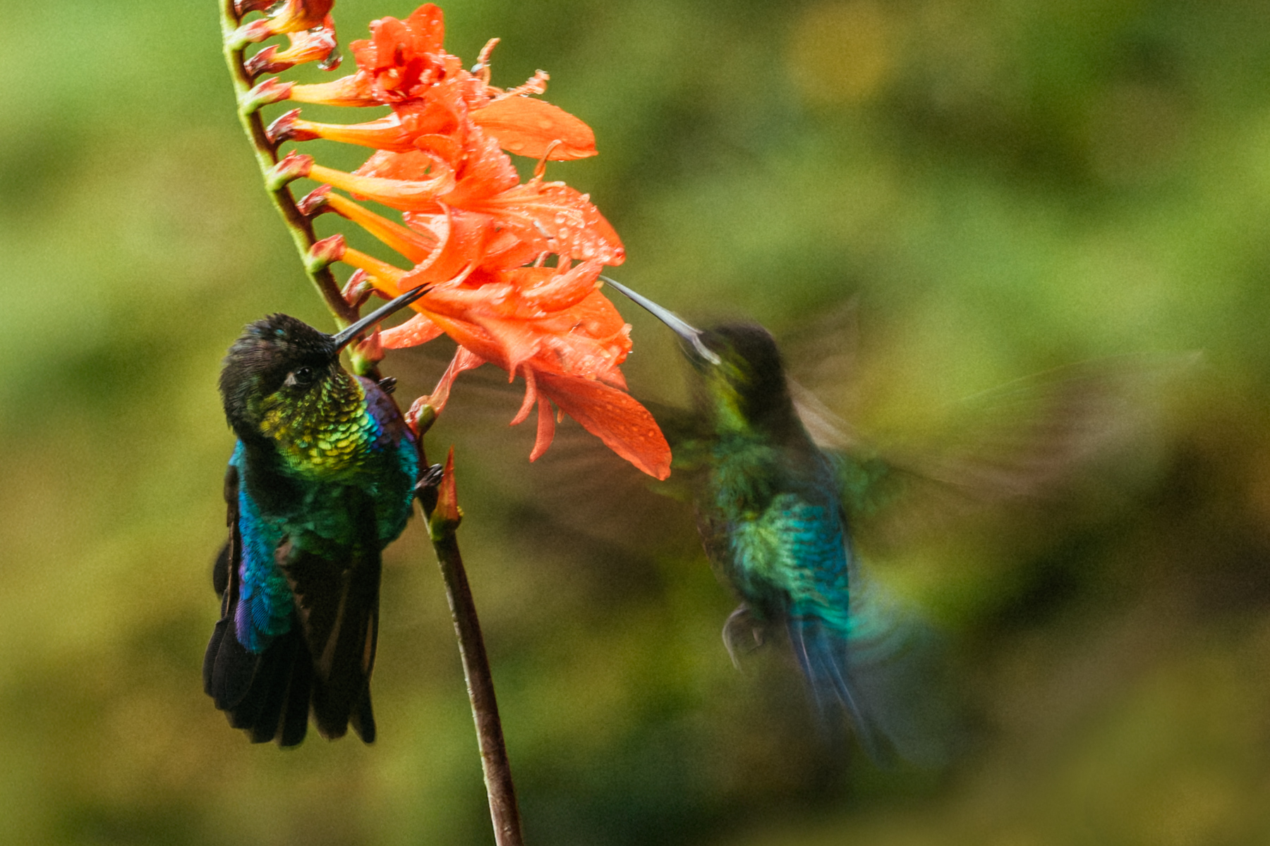 'Mirage of a Hummingbird'. A Fiery-throated Hummingbird hovers so quickly that it appears almost as a colourful apparition, next to its more stationary companion (image by Gin Wilde)