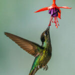 Talamanca Hummingbirds are found in Costa Rica and Panama. Females forage by trap-lining; visiting a circuit of flowering plants again and again (image by Gin Wilde)
