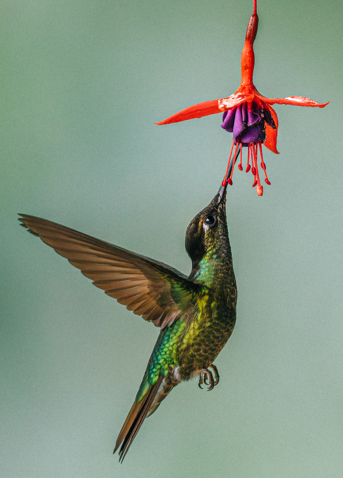Talamanca Hummingbirds are found in Costa Rica and Panama. Females forage by trap-lining; visiting a circuit of flowering plants again and again (image by Gin Wilde)