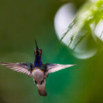 A male White-necked Jacobin hovers near light dappled saplings in the Alajuela Province of Costa Rica (image by Gin Wilde)