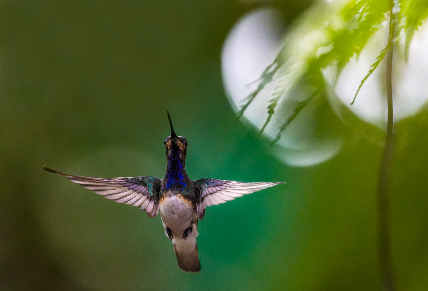 A male White-necked Jacobin hovers near light dappled saplings in the Alajuela Province of Costa Rica (image by Gin Wilde)