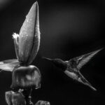 Black-and-white portrait of a White-necked Jacobin. It's a wrench to forgo the colours of Costa Rica, but the iridescence of many hummingbirds can make for striking black-and-white images (image by Gin Wilde)