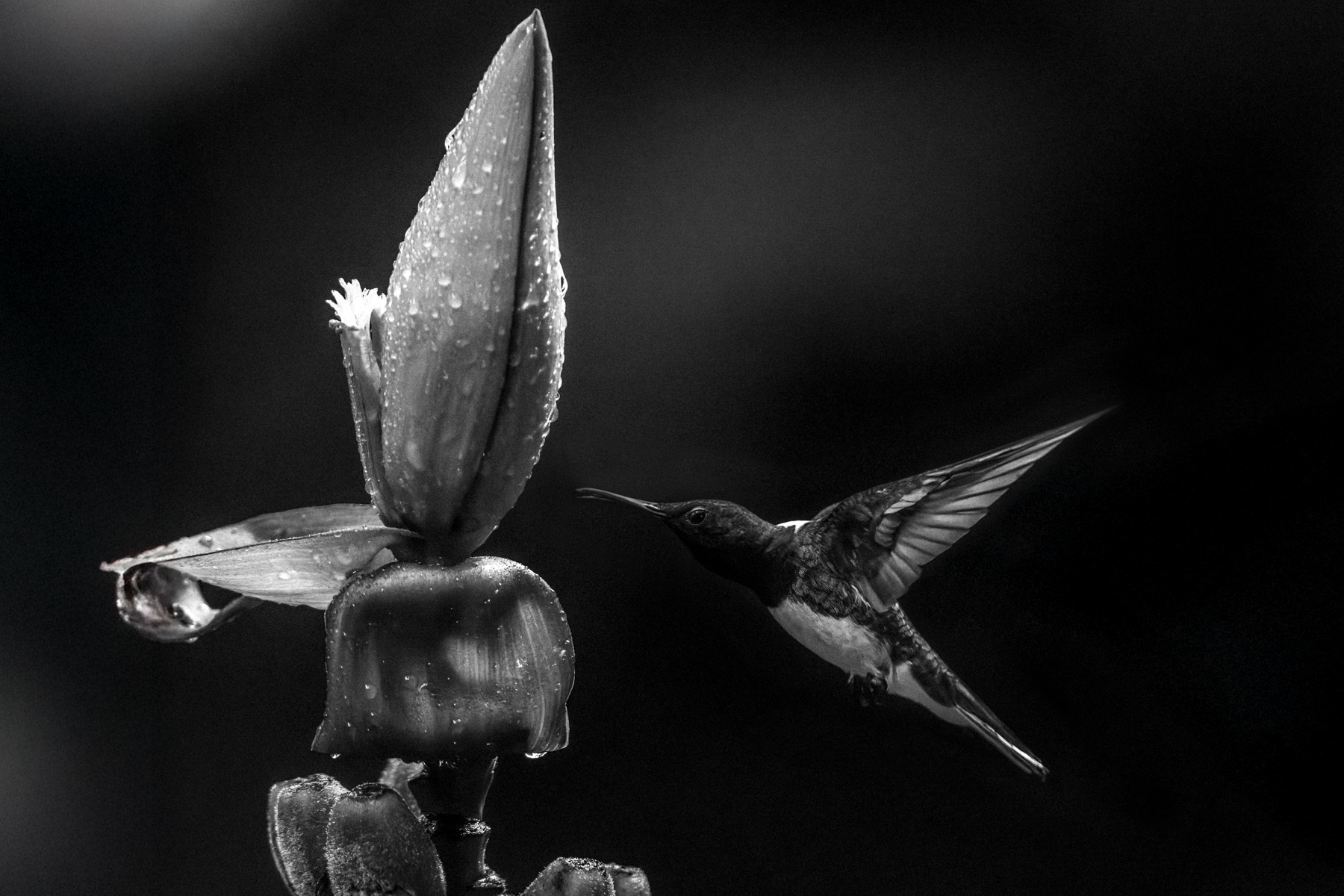 Black-and-white portrait of a White-necked Jacobin. It's a wrench to forgo the colours of Costa Rica, but the iridescence of many hummingbirds can make for striking black-and-white images (image by Gin Wilde)