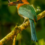 A Broad-billed Motmot gobbles its insect prey, in the lowland forests of Costa Rica (image by Gin Wilde)