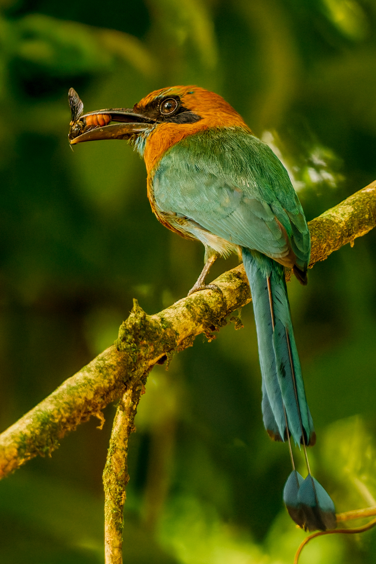 A Broad-billed Motmot gobbles its insect prey, in the lowland forests of Costa Rica (image by Gin Wilde)