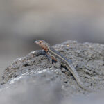 Isabela Lava Lizard (Image by Mike Watson)