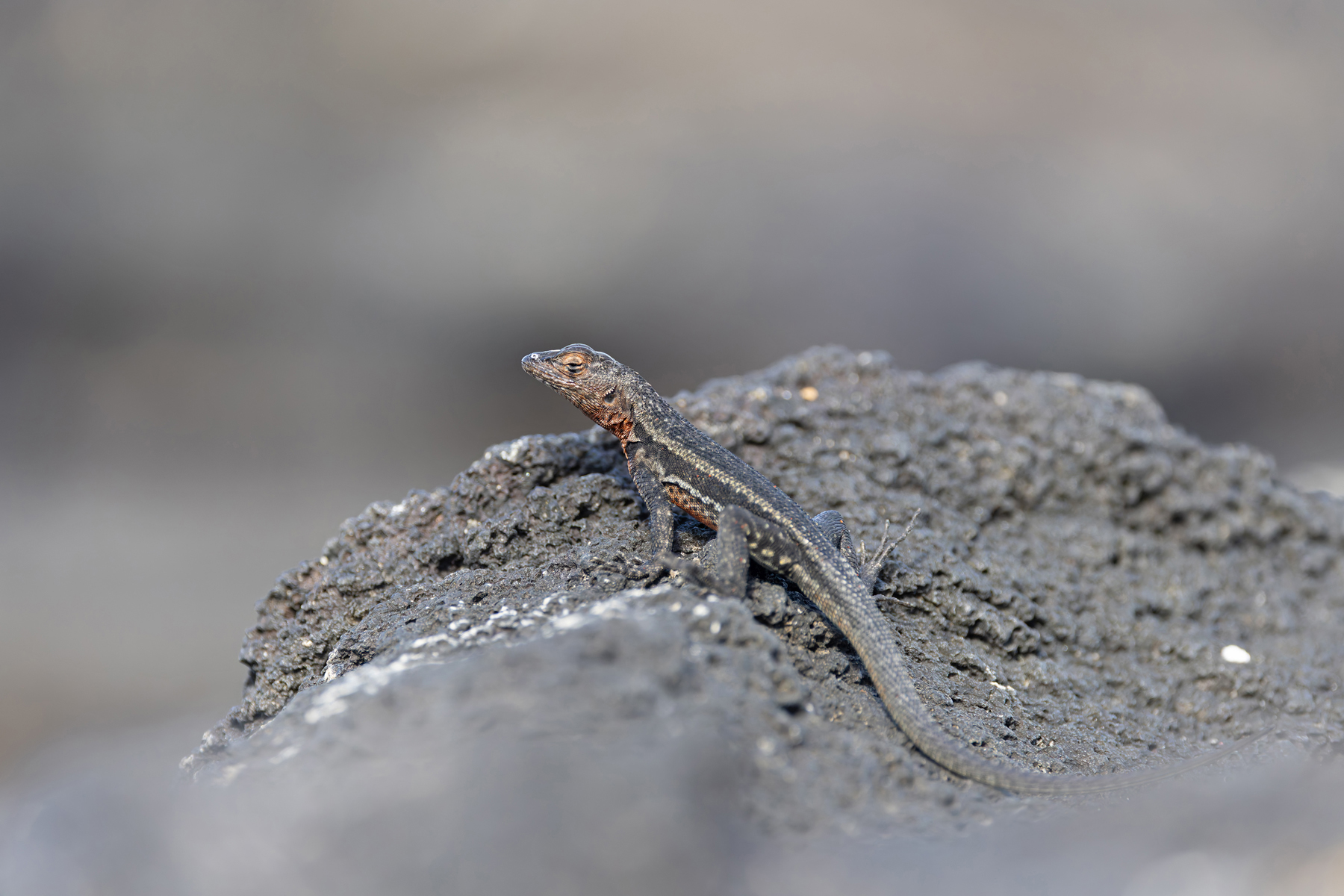 Isabela Lava Lizard (Image by Mike Watson)