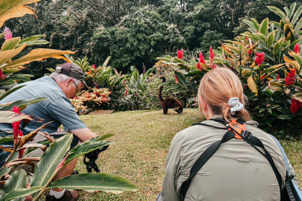 Wild Images guests John and Katherine photograph one of the many White-nosed Coatis that scamper around the Arenal Observatory Lodge (image by Gin Wilde)