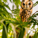 A juvenile Striped Owl - characterised by its large ear tufts and cinnamon-coloured eyes - waits for its mother to return with food (image by Gin Wilde)