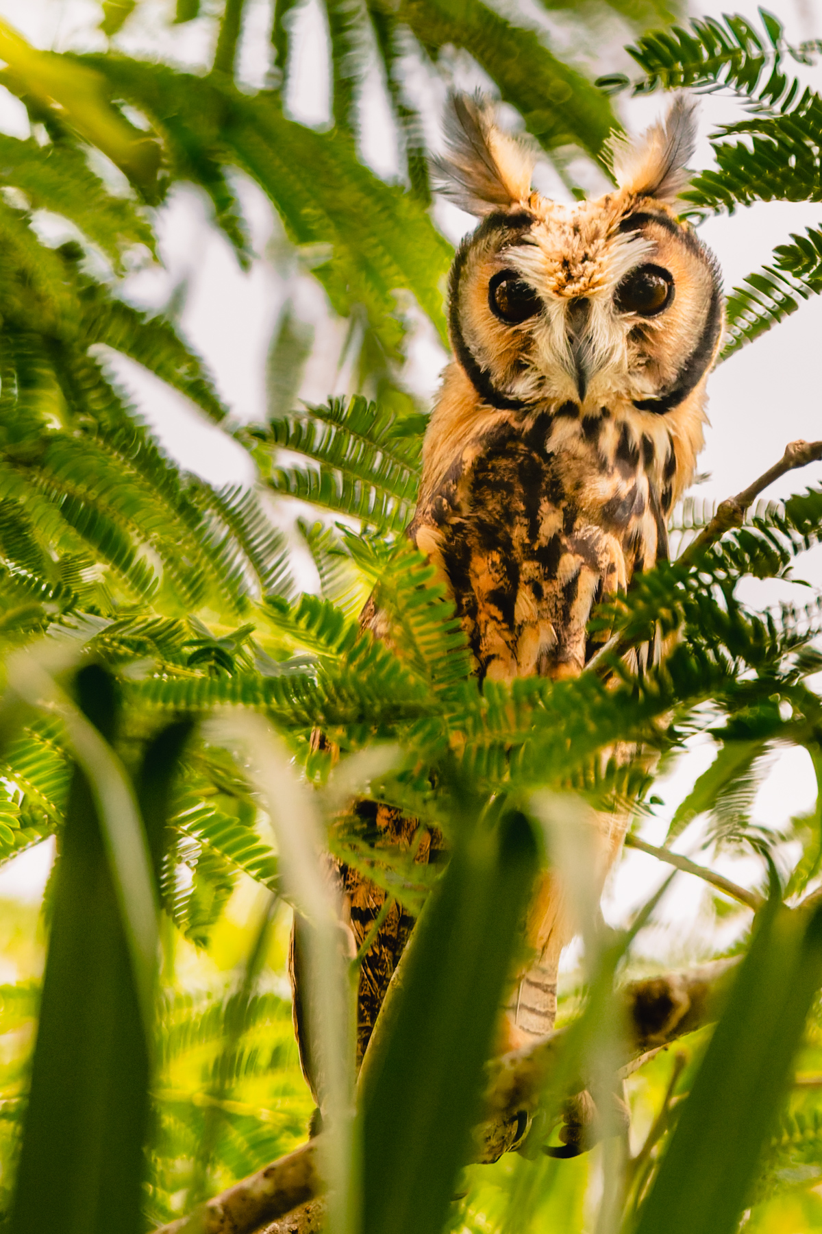 A juvenile Striped Owl - characterised by its large ear tufts and cinnamon-coloured eyes - waits for its mother to return with food (image by Gin Wilde)