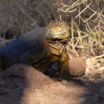 A Land Iguana walks out of the evening shadows on Seymour Norte (Image by Mike Watson)