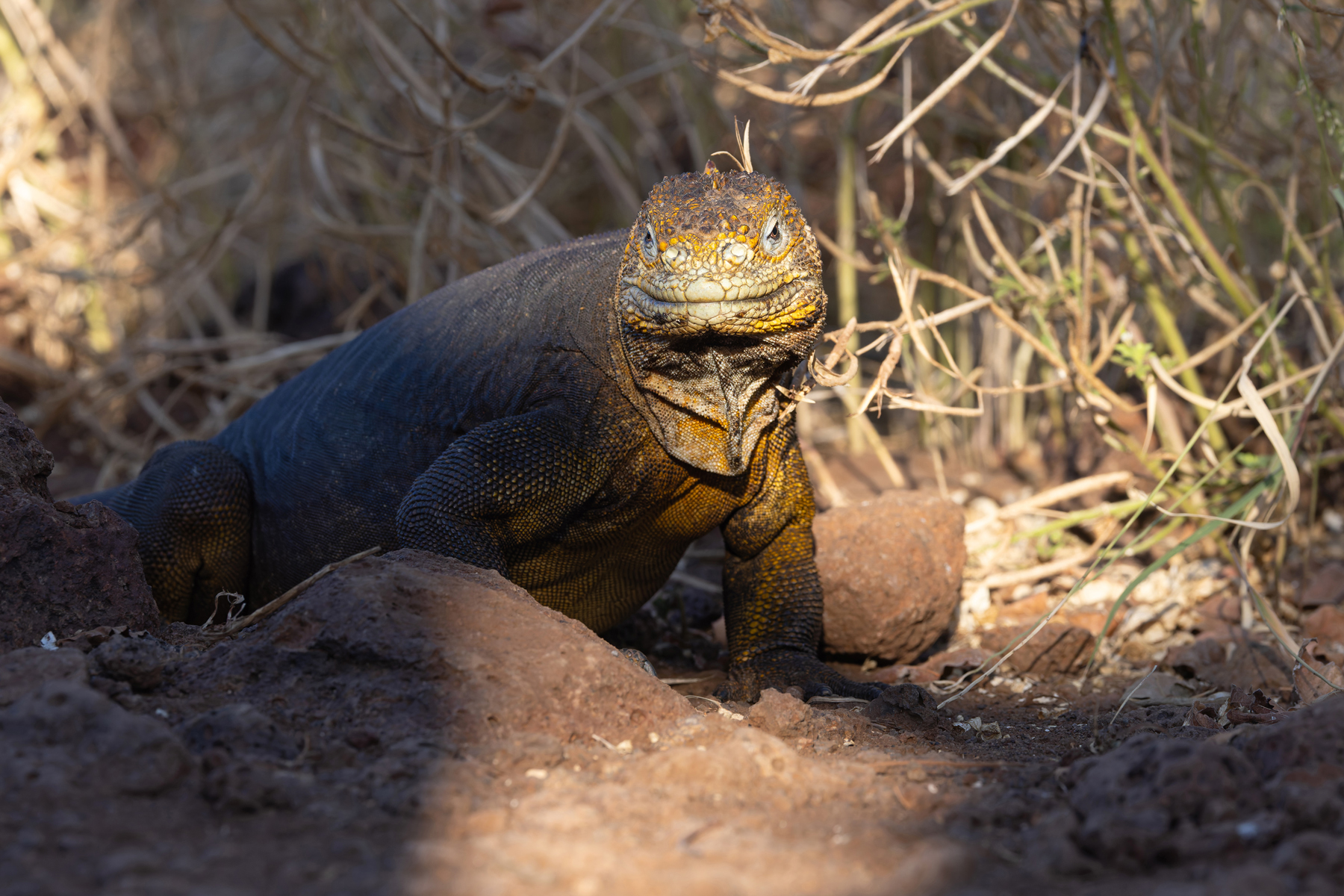 A Land Iguana walks out of the evening shadows on Seymour Norte (Image by Mike Watson)