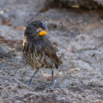 Large Ground Finch is probably the most striking of all Darwin’s Finches and therefore the most bearable? (Image by Mike Watson)