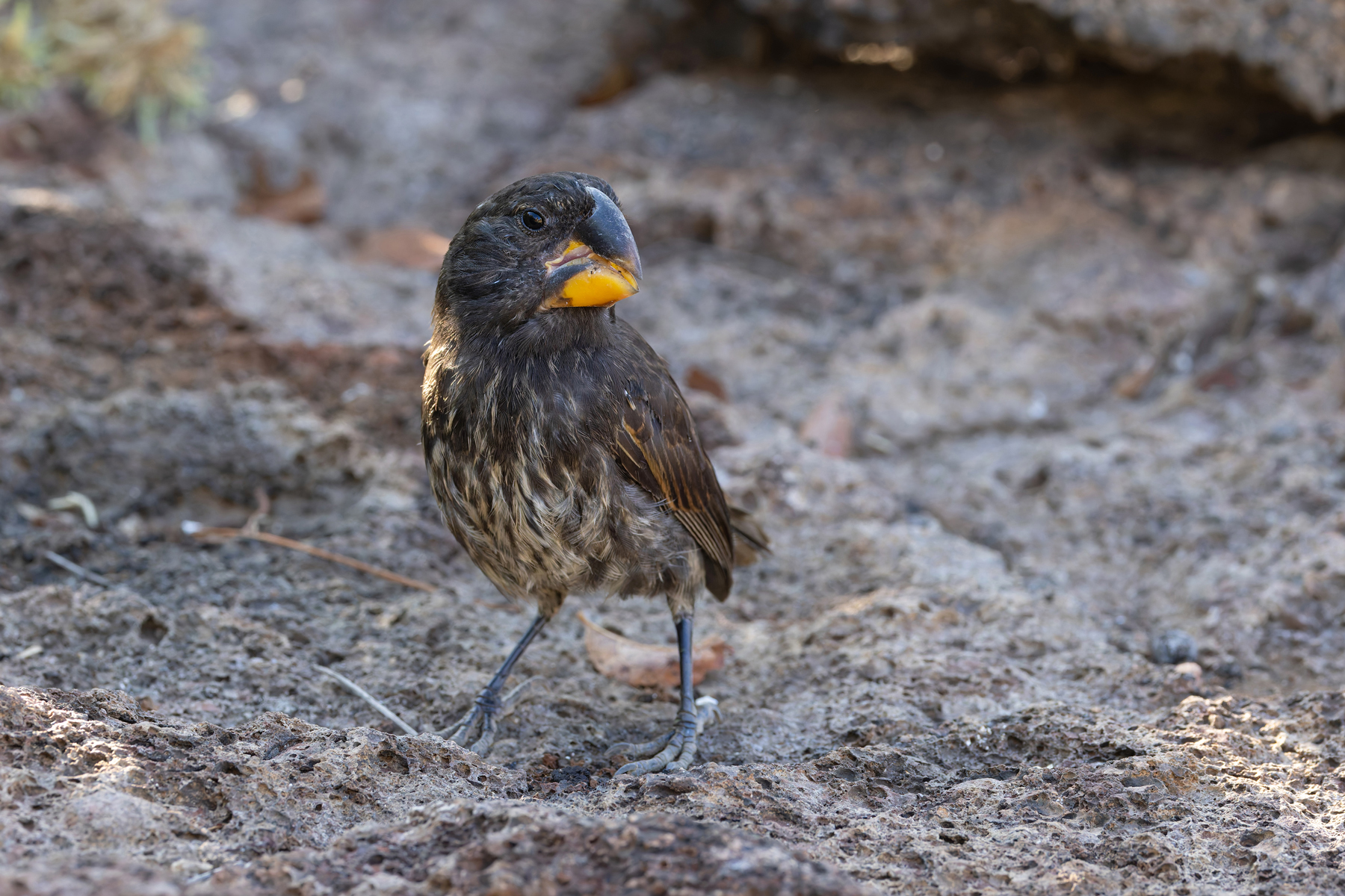 Large Ground Finch is probably the most striking of all Darwin’s Finches and therefore the most bearable? (Image by Mike Watson)