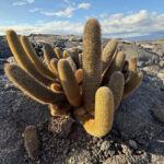 Lava Cactus, a true pioneer of new habitats (Image by Mike Watson