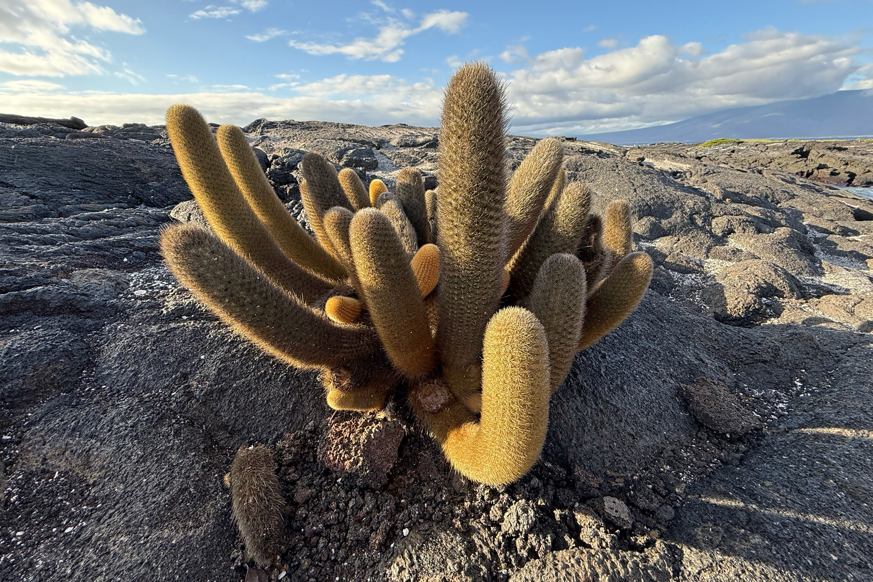 Lava Cactus, a true pioneer of new habitats (Image by Mike Watson