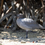 Lava Gull, the rarest gull in the world! (Image by Mike Watson)