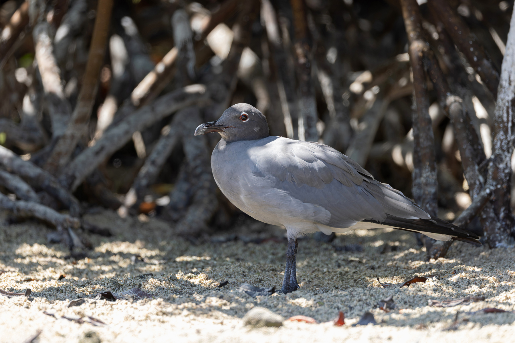 Lava Gull, the rarest gull in the world! (Image by Mike Watson)