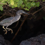 Lava Heron was formerly a race of Green Heron – it blends in well to its rocky shoreline habitat (Image by Mike Watson)