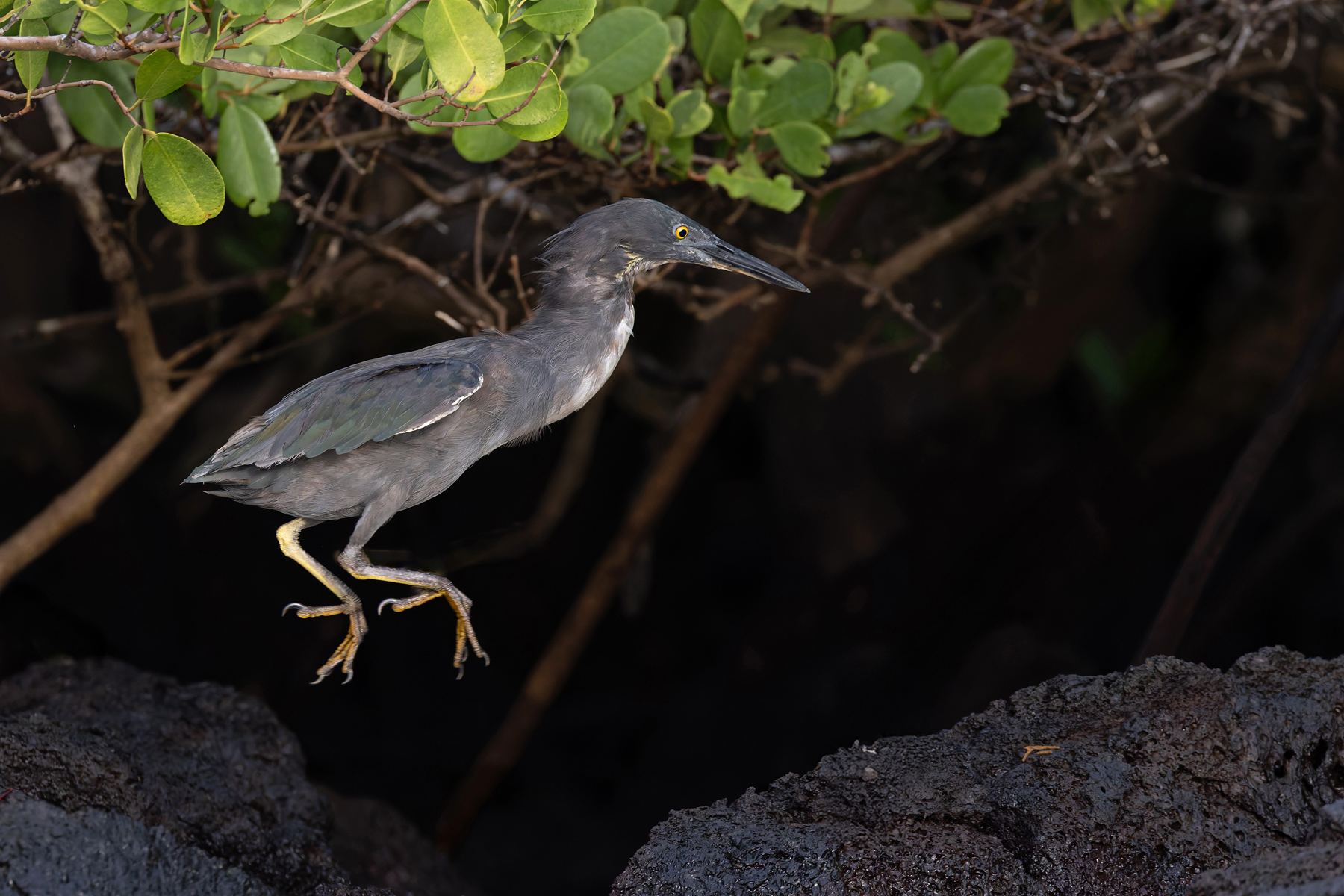 Lava Heron was formerly a race of Green Heron – it blends in well to its rocky shoreline habitat (Image by Mike Watson)