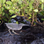 Lava Heron in search of Sally Lightfoot Crabs (Image by Mike Watson)