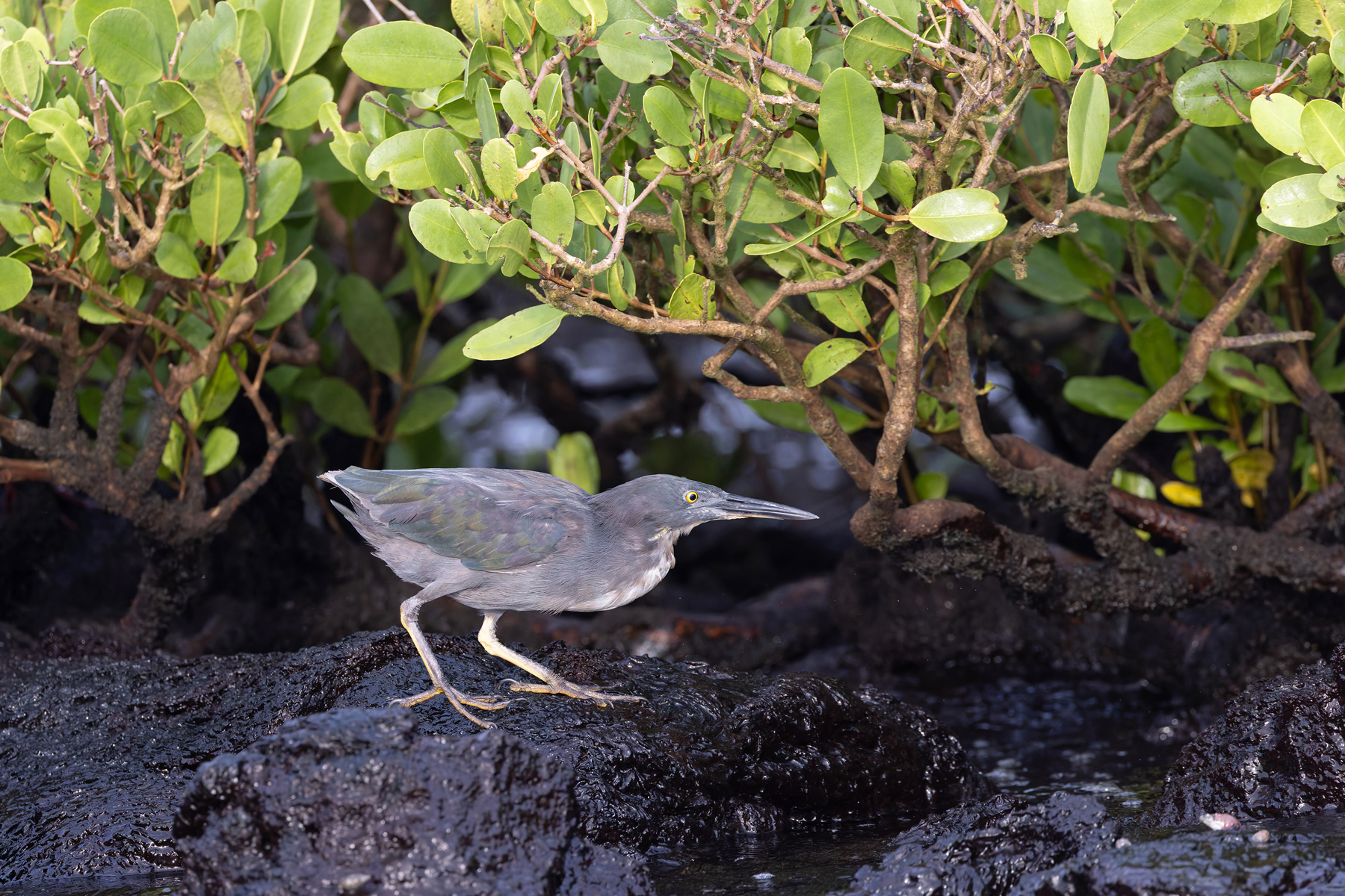 Lava Heron in search of Sally Lightfoot Crabs (Image by Mike Watson)