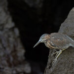 Lava Heron immature, probably (Image by Mike Watson)