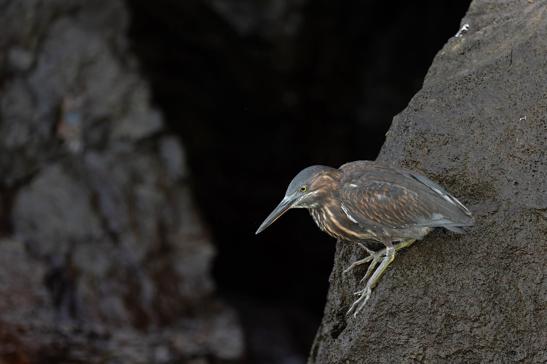 Lava Heron immature, probably (Image by Mike Watson)