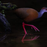 A shaft of light hits the head and bill of a striking Russet-naped Wood Rail, as it gently picks its way through shallow water in Costa Rica's Heredia Province (image by Gin Wilde)